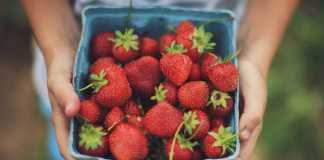 Ini Loh Yang Dikonsumsi Orang Sehat Untuk Sarapan