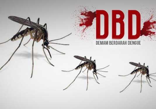 Waspada, DBD Mulai Menyerang