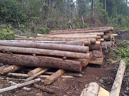 Mari Tepuk Tangan Polda Gagalkan IL