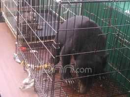 Warga Libya dan Petugas Karantina Bandara Dibekuk