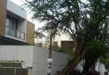 Keberadaan Pohon Tua Ancam Keselamatan Warga