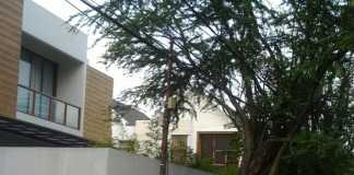 Keberadaan Pohon Tua Ancam Keselamatan Warga