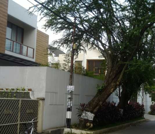 Keberadaan Pohon Tua Ancam Keselamatan Warga