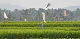 Kecamatan Ella Hilir Kaya Potensi Sawah