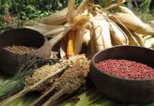 Pemerintah dan Penegak Hukum Diminta Tegas Tindak Mafia Pangan