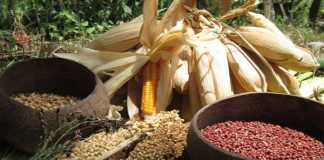 Minta Masyarakat Konsumsi Pangan Lokal