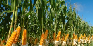 Malaysia Ajak Indonesia Tanam Jagung di Entikong