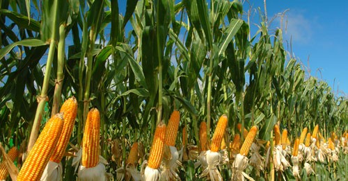 OPT Serang 120 Hektar Tanaman Jagung