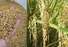 Lima Langkah Menuju Swasembada Pangan