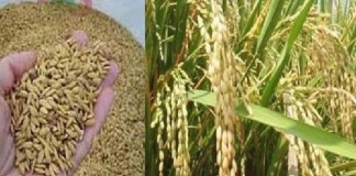 Lima Langkah Menuju Swasembada Pangan