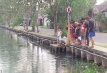 Musim Berubah, Ikan Mabuk Hingga Mati
