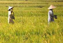 KKR Daerah Penyangga Pangan Kalbar