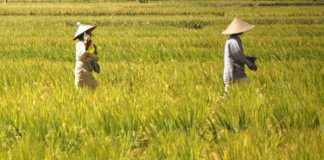 KKR Daerah Penyangga Pangan Kalbar