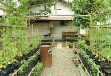 Kelola Tanaman Pekarangan Rumah