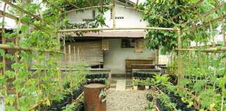 Kelola Tanaman Pekarangan Rumah