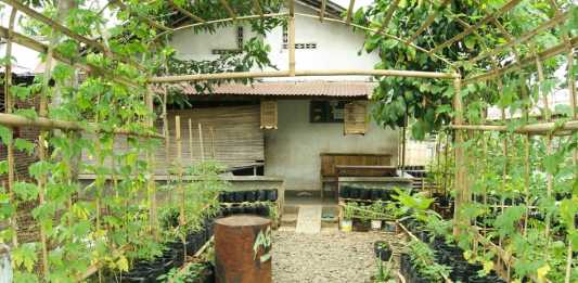 Kelola Tanaman Pekarangan Rumah