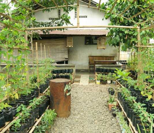 Kelola Tanaman Pekarangan Rumah