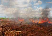 Finlandia Bisa Atasi  Kebakaran Lahan Gambut