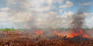 Finlandia Bisa Atasi Kebakaran Lahan Gambut