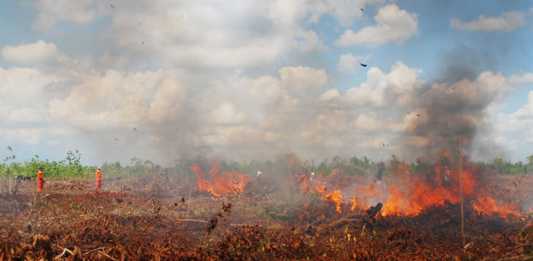 Finlandia Bisa Atasi Kebakaran Lahan Gambut