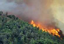 Pembakar Hutan Dihukum tanpa Perlu Bukti
