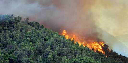 Pembakar Hutan Dihukum tanpa Perlu Bukti