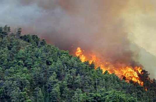 Pembakar Hutan Dihukum tanpa Perlu Bukti