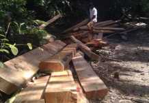 Polhut Grebek Praktik Ilegal Loging