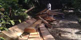 Polhut Grebek Praktik Ilegal Loging