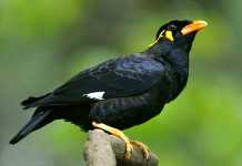 Mantan Bupati Ketapang Serahkan Lima Tupai dan Satu Burung Beo