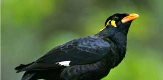 Mantan Bupati Ketapang Serahkan Lima Tupai dan Satu Burung Beo