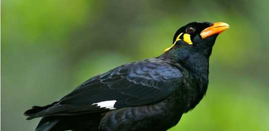 Mantan Bupati Ketapang Serahkan Lima Tupai dan Satu Burung Beo