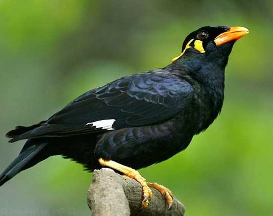 Mantan Bupati Ketapang Serahkan Lima Tupai dan Satu Burung Beo