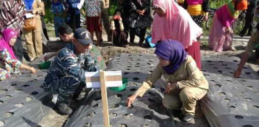 Tanam Bawang Merah di Perbatasan