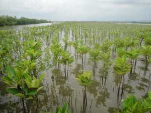 Tanaman Mangrove. ist/net