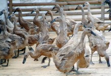 Raperda Penyelenggaraan Peternakan dan Kesehatan Hewan Masih Dibahas