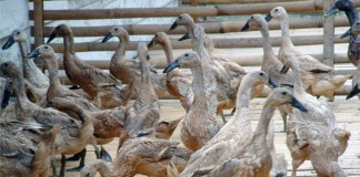 Raperda Penyelenggaraan Peternakan dan Kesehatan Hewan Masih Dibahas