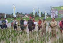 Upsus Pajale Maksimalkan Potensi Lahan