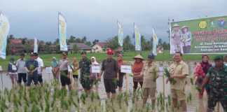 Upsus Pajale Maksimalkan Potensi Lahan