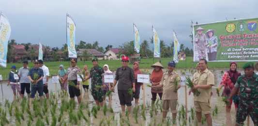 Upsus Pajale Maksimalkan Potensi Lahan