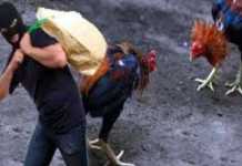 Mau Nyabu? Curi  Ayam Jago Duluu