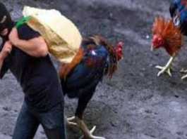 Dikira Curi Ayam Ditangkap Warga