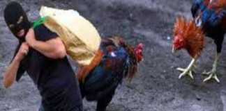 Mau Nyabu? Curi Ayam Jago Duluu