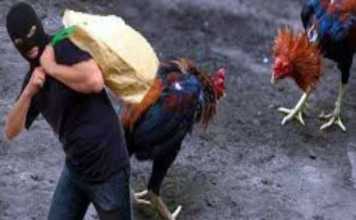 Dikira Curi Ayam Ditangkap Warga