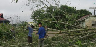 Pohon Tumbang Melintang di Tengah Jalan