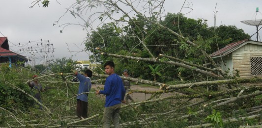 Pohon Tumbang Melintang di Tengah Jalan
