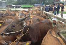 Distanak Datangkan 800 Bibit Sapi dari Lombok