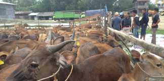 Distanak Datangkan 800 Bibit Sapi dari Lombok