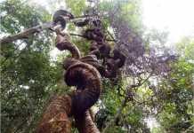 Miliki Keunikan Hutan Rawa