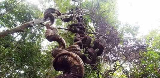 Miliki Keunikan Hutan Rawa